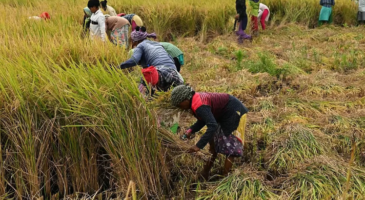 தமிழகத்தில் 2.38 லட்சம் விவசாயிகள் கடன் தள்ளுபடி பெறுவதில் சிக்கல்
