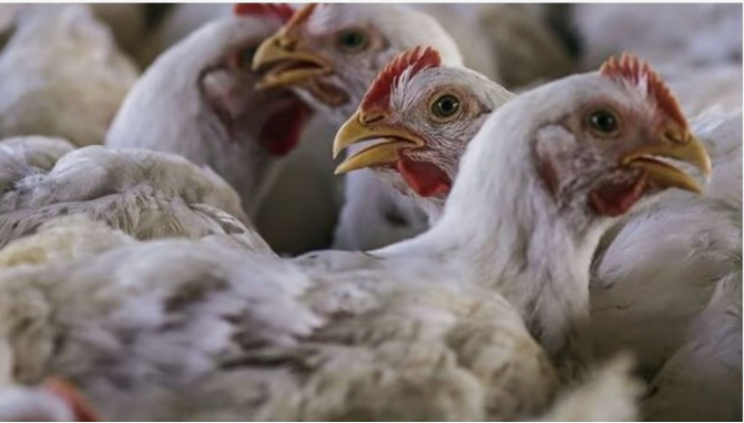 ಕರ್ನಾಟಕದಲ್ಲಿ H5N1 ವೈರಸ್ ಪತ್ತೆ, ಕೋಳಿ ಸಾಕಾಣೆಗಾರರ ಕ್ವಾರಂಟೈನ್ ಮಾಡಿದ ವೈದ್ಯರು