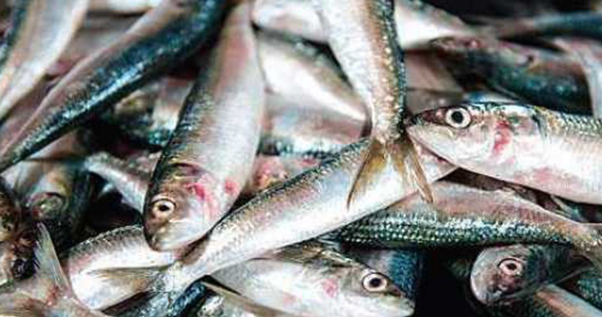 മത്തിക്ക് 200, അയല കിട്ടാനില്ല ചെമ്മീനും നെയ്മീനും ‘സ്വര്‍ണ’ത്തേക്കാള്‍ വില; യുദ്ധവും ചൂടും തീരത്തെ പട്ടിണിയിലാക്കുന്നു