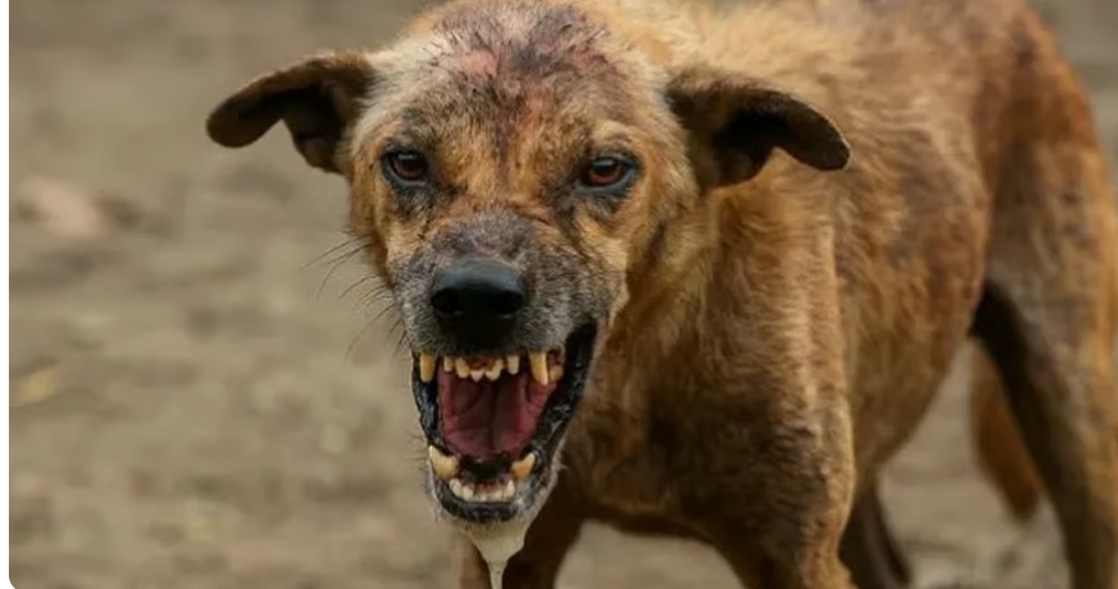 தமிழகத்தில் நடப்பாண்டில் நாய்க்கடியால் 2 லட்சம் பேர் பாதிப்பு: ரேபிஸ் தொற்றால் 13 பேர் உயிரிழப்பு