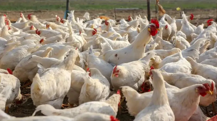 ಬೆಂಗಳೂರಲ್ಲಿ ಹಕ್ಕಿಜ್ವರ ಭೀತಿ.. 7,400ಕ್ಕೂ ಅಧಿಕ ಕೋಳಿಗಳ ಹನನ! ಜನರು ಹೇಗೆ ಜಾಗೃತರಾಗಿರಬೇಕು?