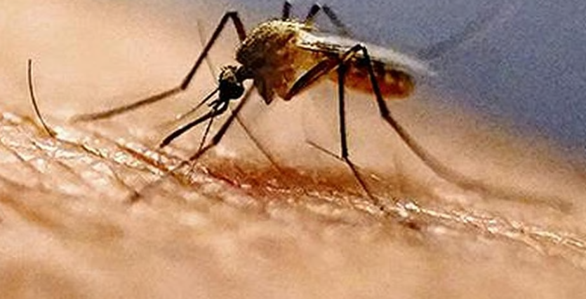 கொசுத் தொல்லை தொடர்பாக புகார்கள் வந்தால் 48 மணி நேரத்தில் நடவடிக்கை எடுக்க வேண்டும்: ஐகோர்ட்