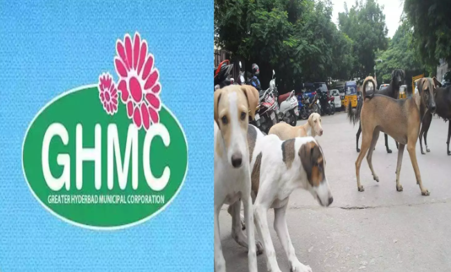 హైదరాబాద్‌లో వీధి కుక్కల నియంత్రణకు GHMC ప్రత్యేక డ్రైవ్!