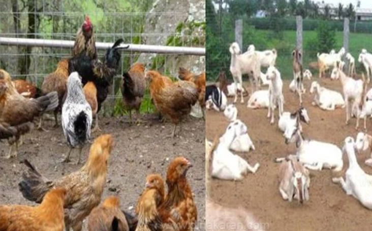 கால்நடை மற்றும் கோழிகளுக்கு கோடைகால பராமரிப்பு வழிகாட்டுதல் வெளியீடு..!