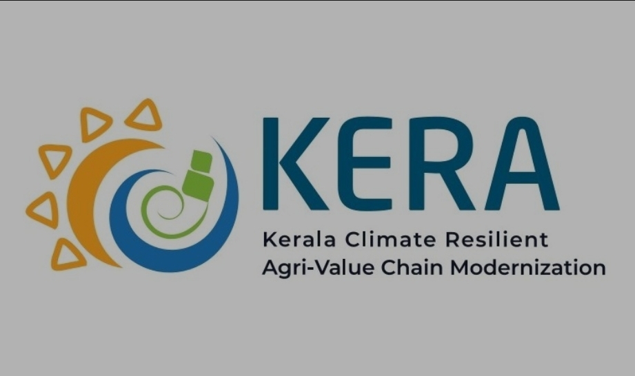റബ്ബർ മേഖലയ്ക്ക് താങ്ങായി ‘കേര പദ്ധതി’; കർഷകർക്ക് 75,000 രൂപ പുനർനടീൽ സഹായം നൽകും