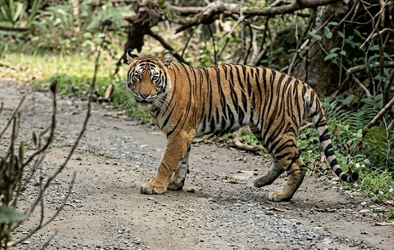 கொடைக்கானல் பேரிஜம் ஏரி பகுதியில் புலிகள் நடமாட்டம்: சுற்றுலா பயணிகள் செல்ல தடை