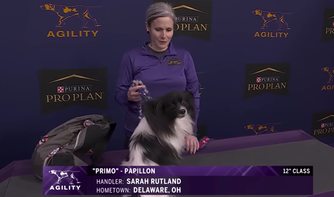 Westminster Dog Show
