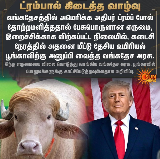 ட்ரம்ப் போல் தோற்றமளிக்கும் எருமையை மீட்டு தேசிய உயிரியல் பூங்காவிற்கு அனுப்பி வைத்த வங்கதேச அரசு.