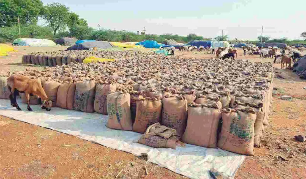 అచ్చంపేటలో 107 మక్కల బస్తాలు చోరీ