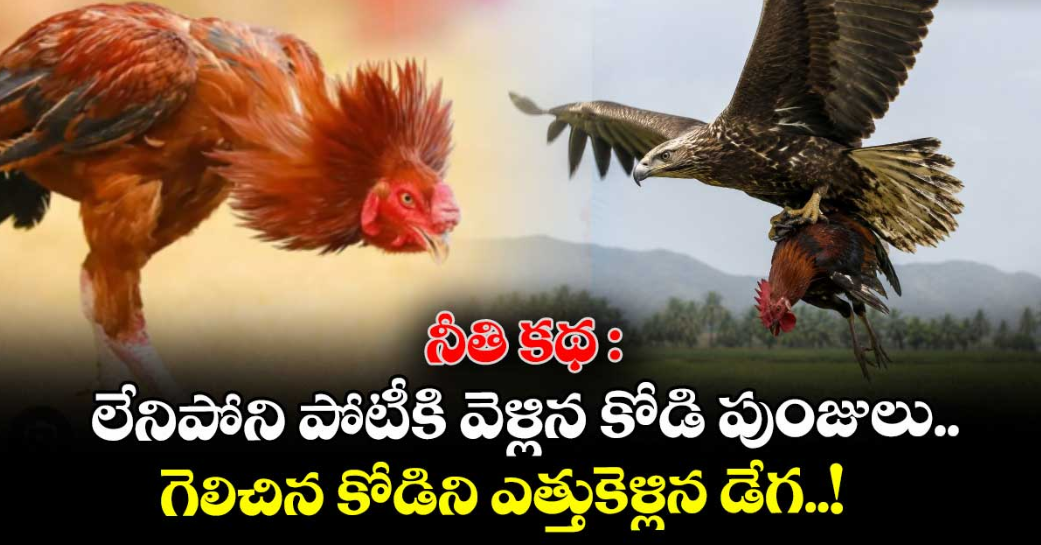 నీతి కథ : లేనిపోని పోటీకి వెళ్లిన కోడి పుంజులు.. గెలిచిన కోడిని ఎత్తుకెళ్లిన డేగ..!