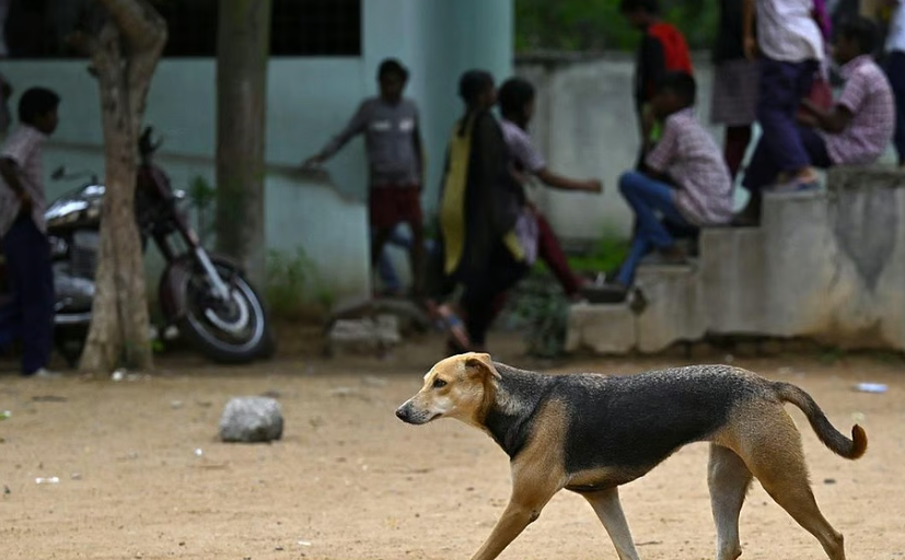 கல்வி நிறுவனங்கள், மருத்துவமனைகளில் சுற்றித்திரியும் நாய்களை அப்புறப்படுத்த முன்னுரிமை: ஐகோர்ட் உத்தரவு