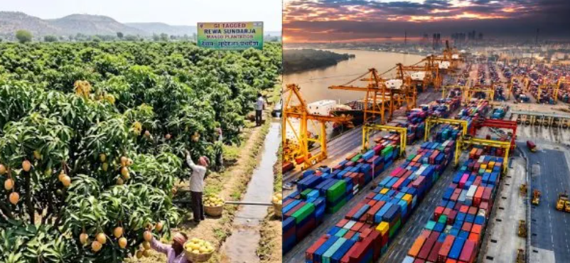 ഇന്ത്യയുടെ മാമ്പഴപ്പെരുമ ഇനി അങ്ങ് യുഎഇയിലും; രേവ സുന്ദർജ മാമ്പഴത്തിന്റെ കയറ്റുമതിയിൽ സുപ്രധാന നേട്ടം