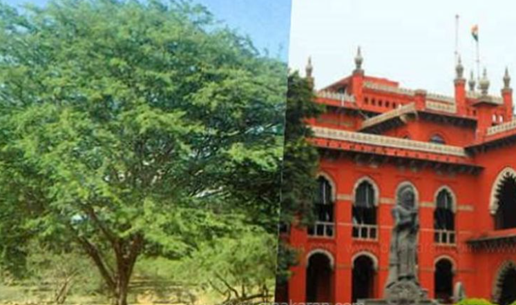 சீமை கருவேல மரங்கள் அகற்றம்: 24 மணி நேரத்திற்குள் அனுமதி வழங்க தமிழக அரசுக்கு சென்னை ஐகோர்ட் உத்தரவு
